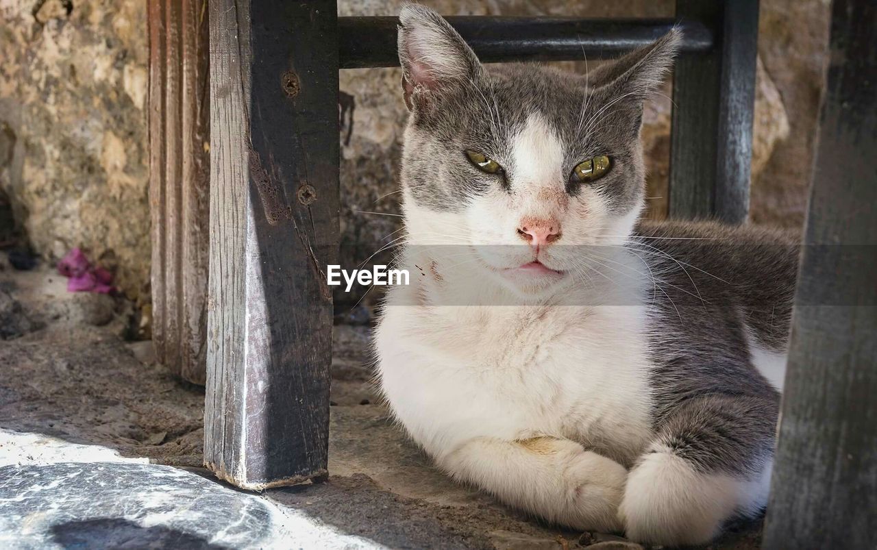 Portrait of stray cat resting under chair