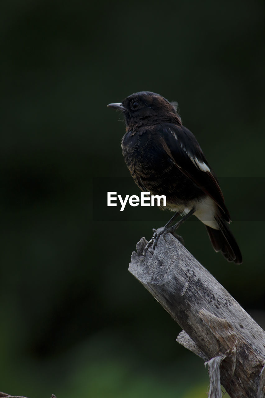 Close-up of bird perching on wooden post