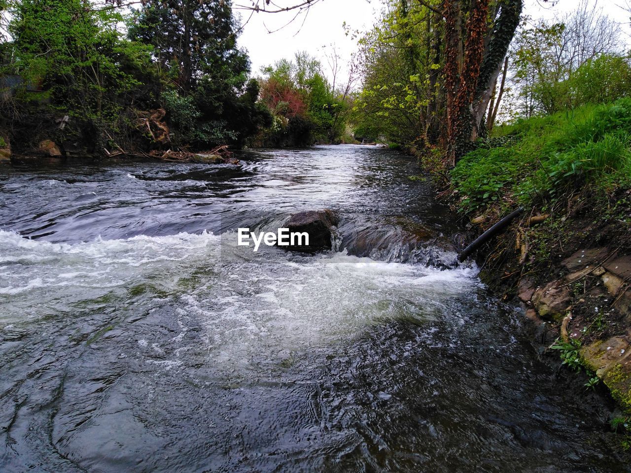 RIVER FLOWING THROUGH FOREST