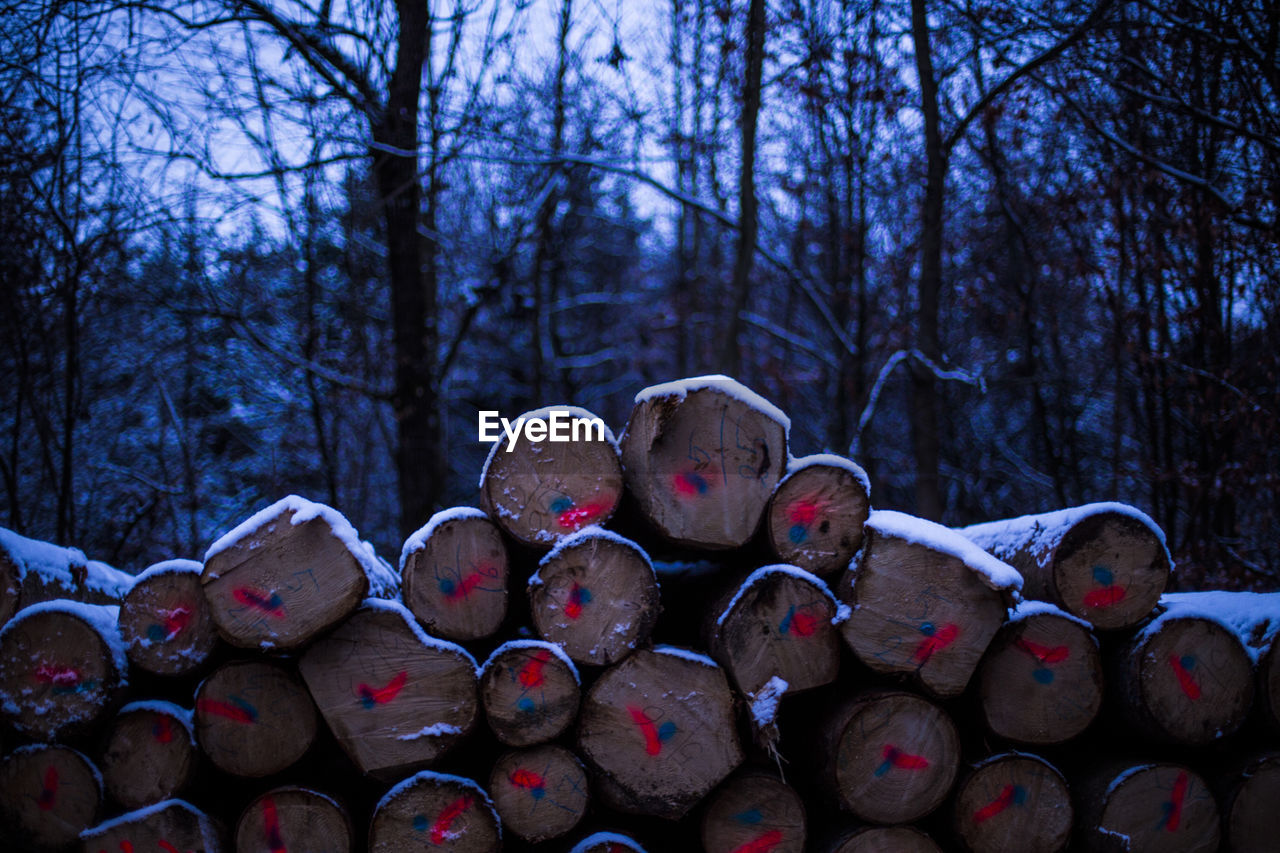 Close-up of snow on bare trees in forest