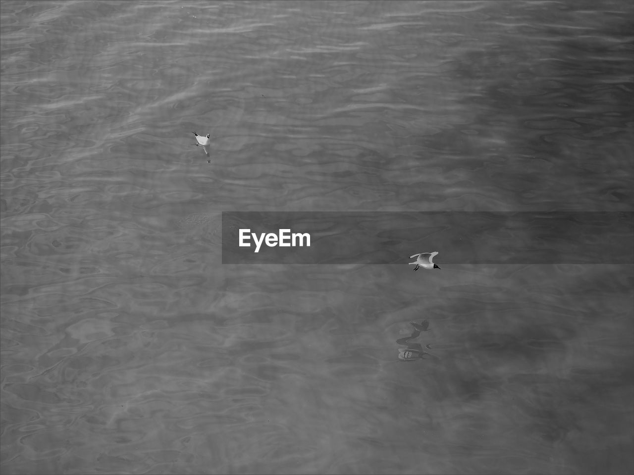 HIGH ANGLE VIEW OF BIRDS SWIMMING IN LAKE