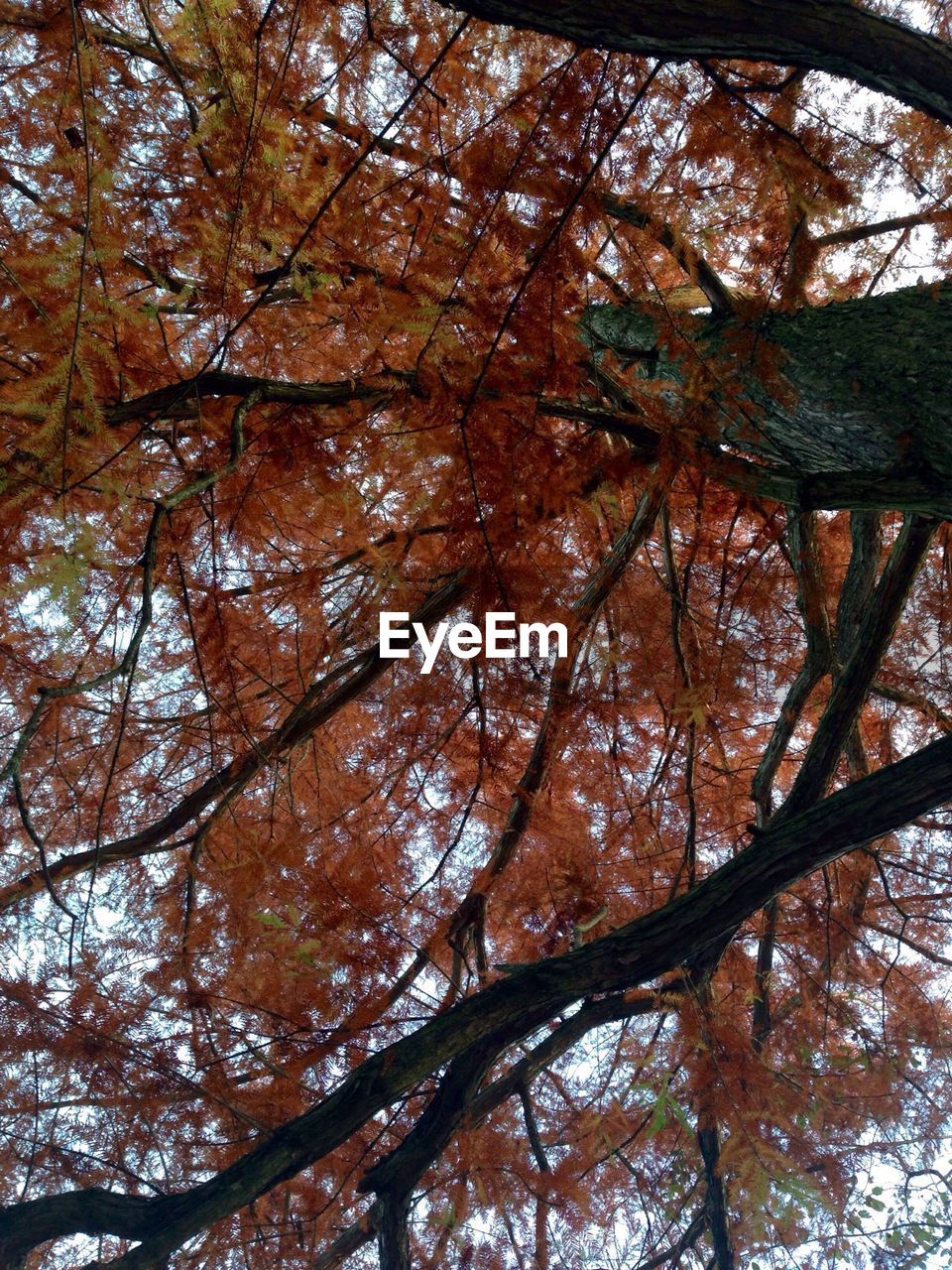 LOW ANGLE VIEW OF TREES IN FOREST