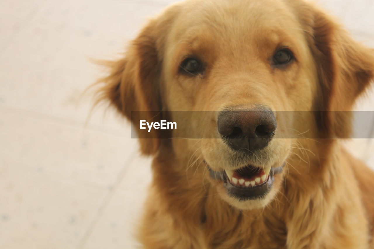 Close-up portrait of dog