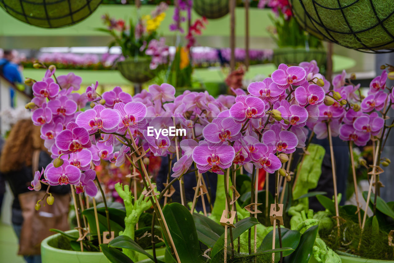 Close-up of pink flowering plants