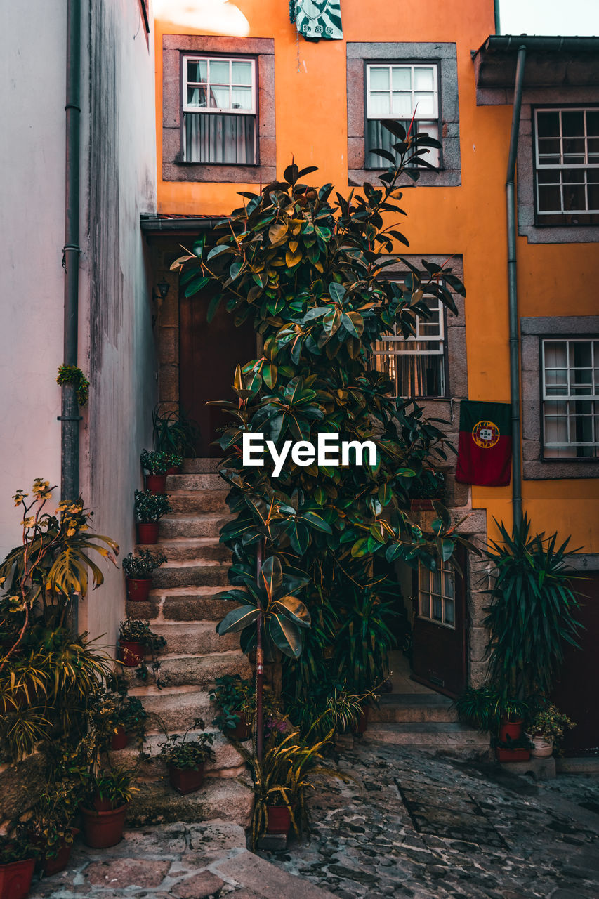 Potted plants on street by building