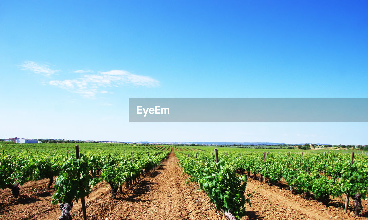 VIEW OF VINEYARD AGAINST SKY