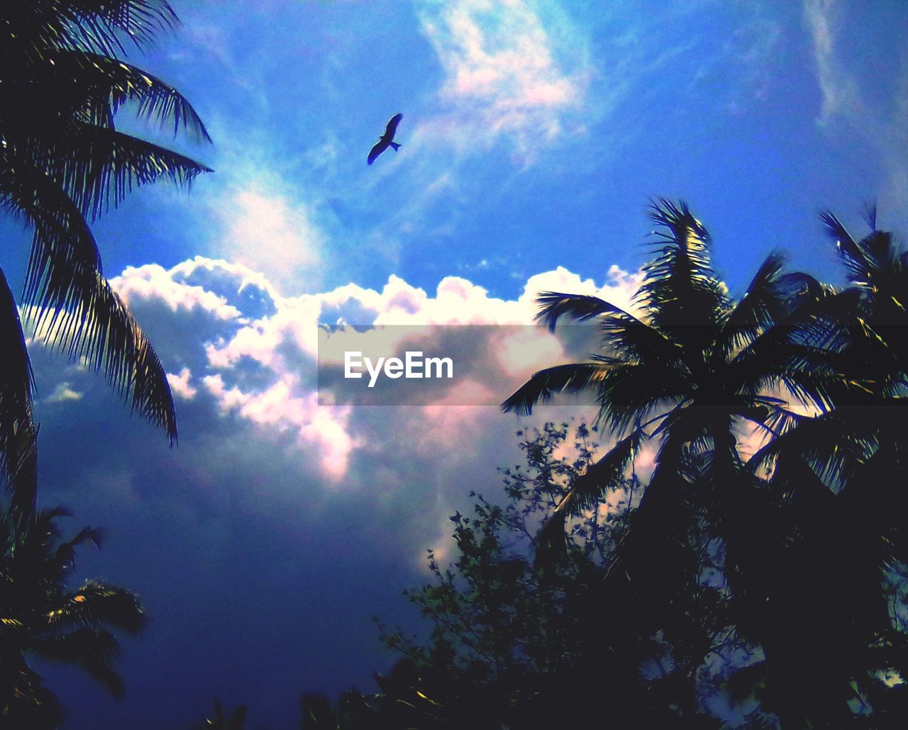 LOW ANGLE VIEW OF COCONUT PALM TREES AGAINST SKY