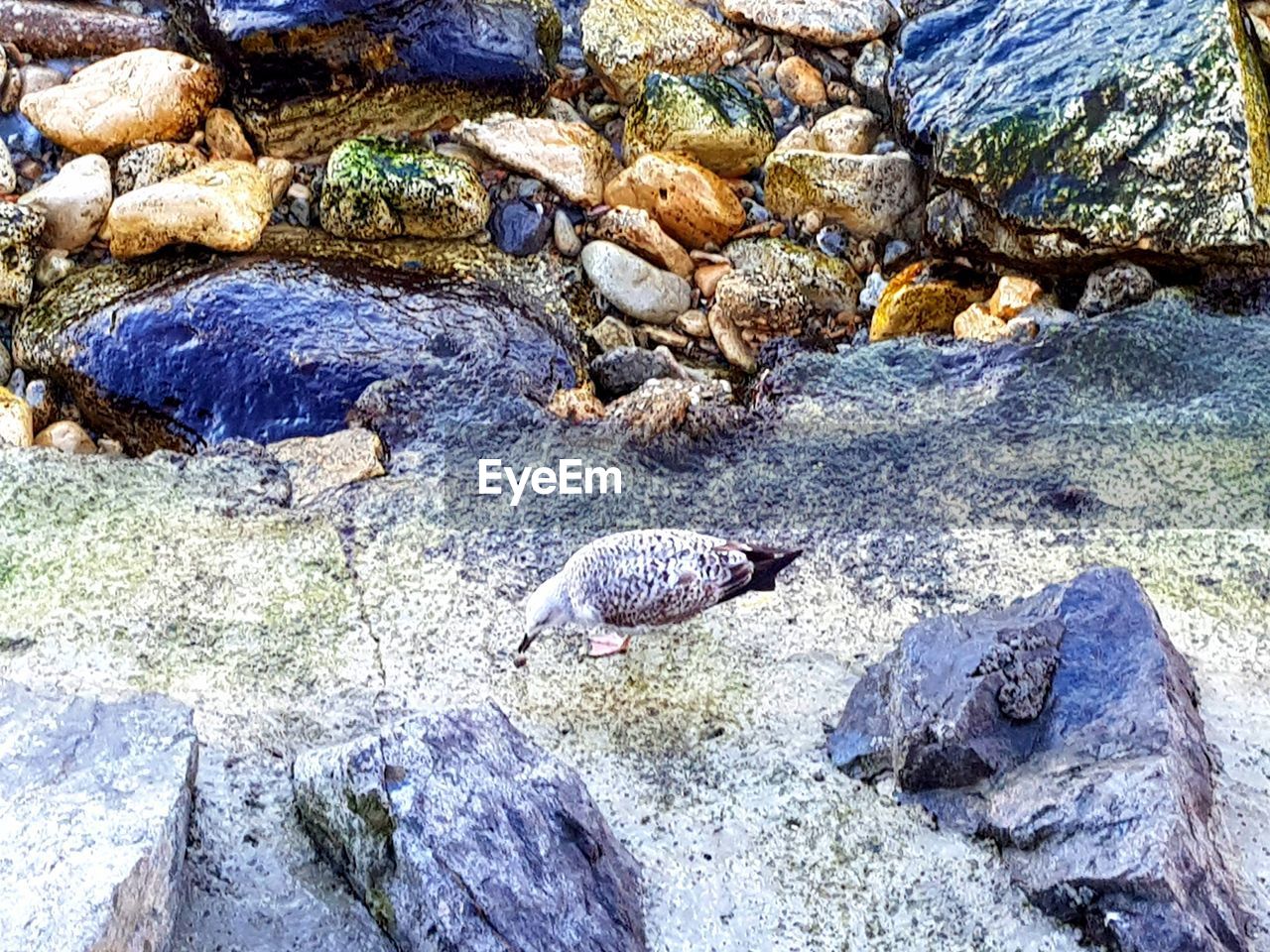 HIGH ANGLE VIEW OF CRAB ON SHORE