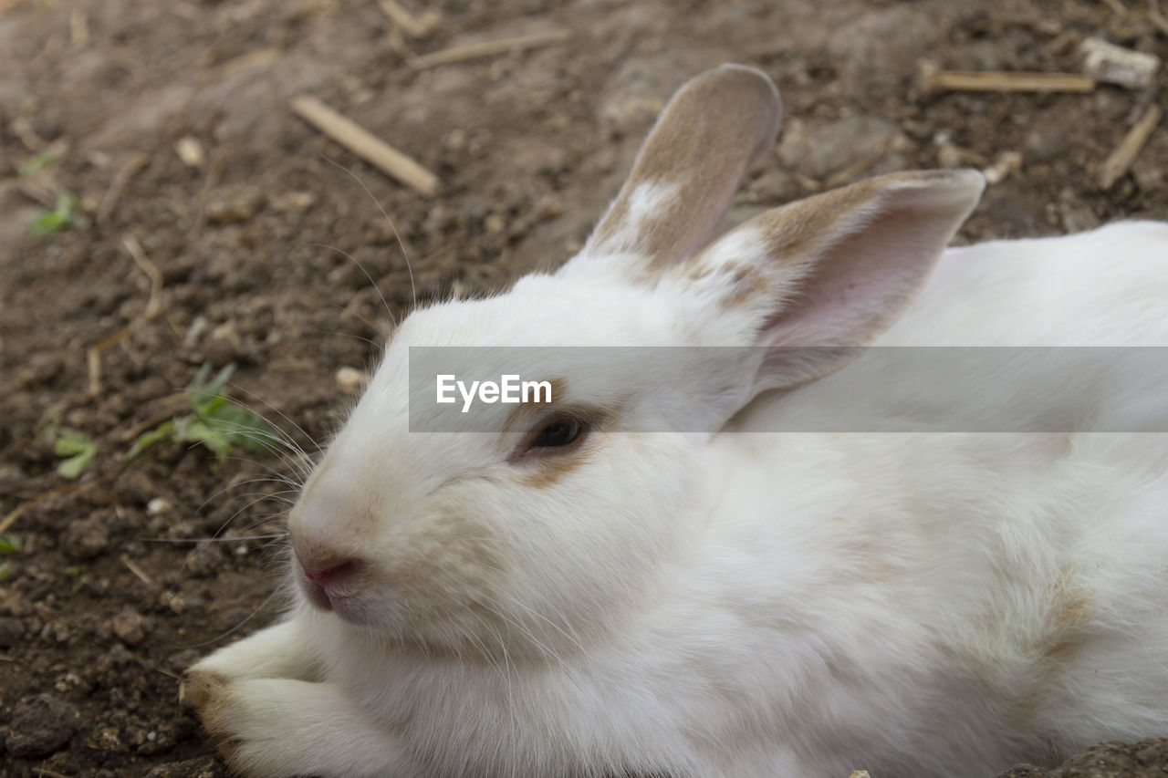 rabbit relaxing on field