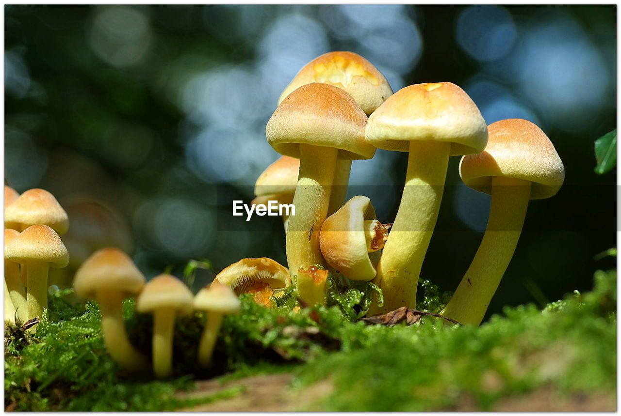 Mushrooms growing on field