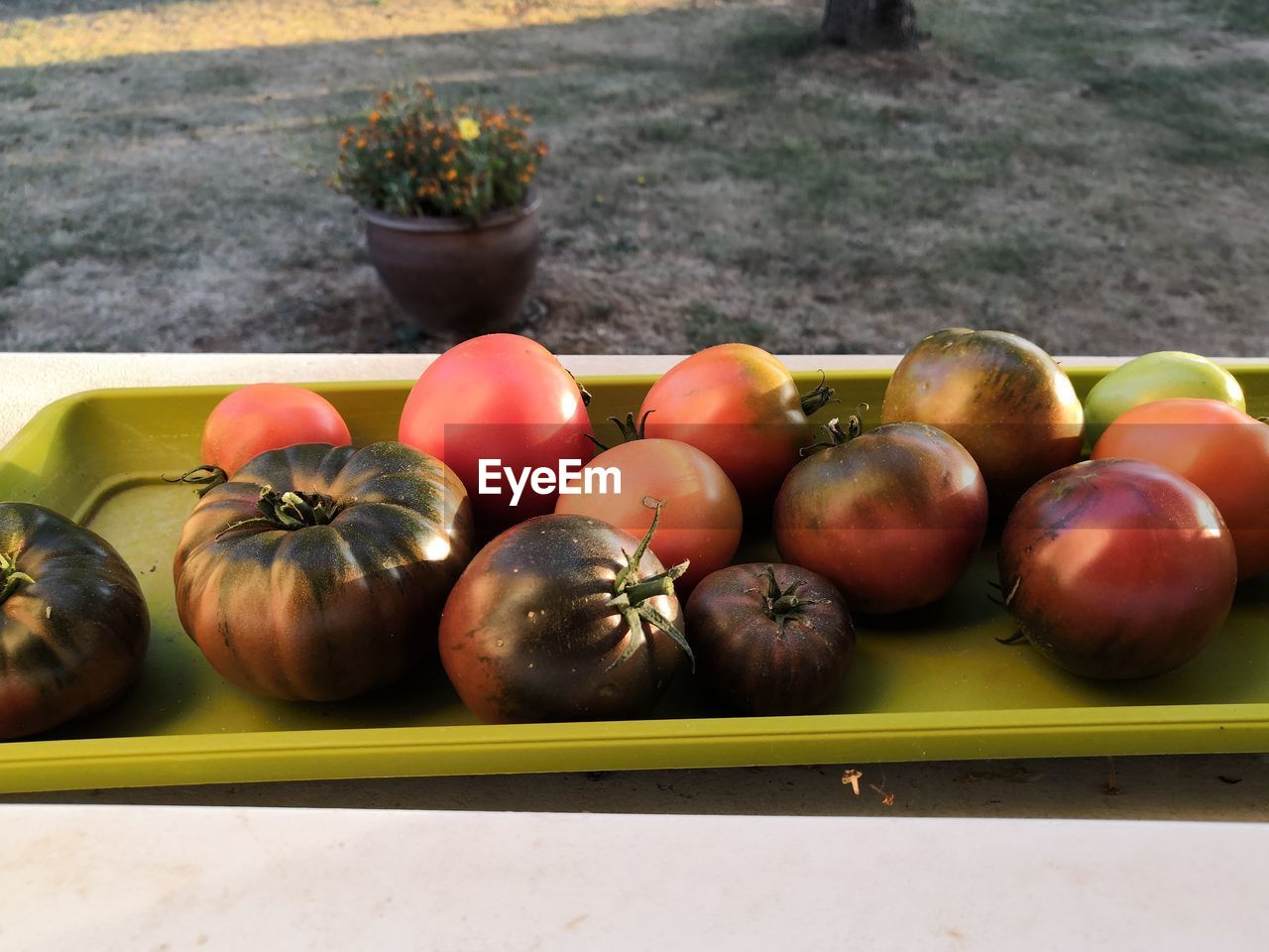 High angle view of tomatoes in container on table
