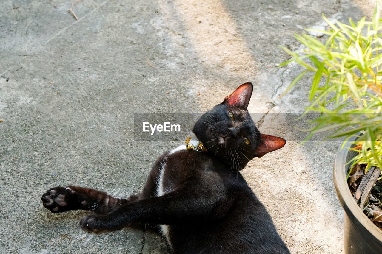 HIGH ANGLE VIEW OF BLACK EATING CAT