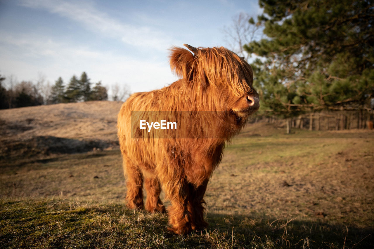 HORSE STANDING ON FIELD
