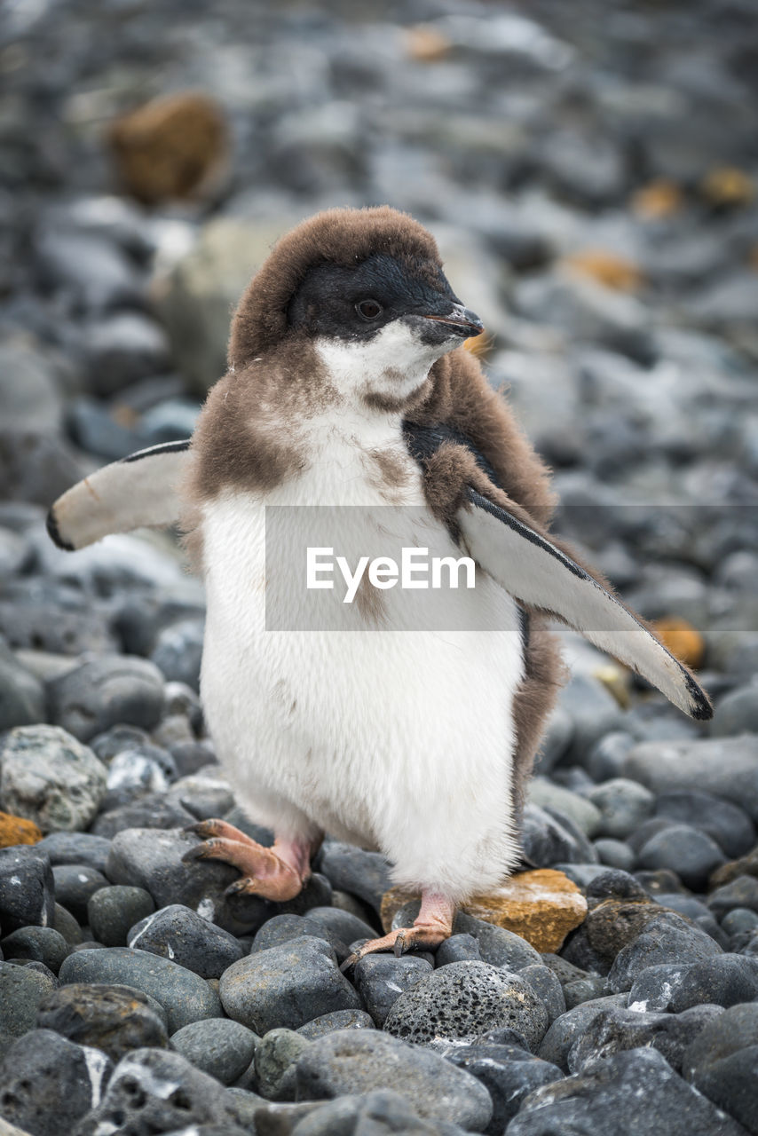 Adelie penguin chick standing with raised flippers