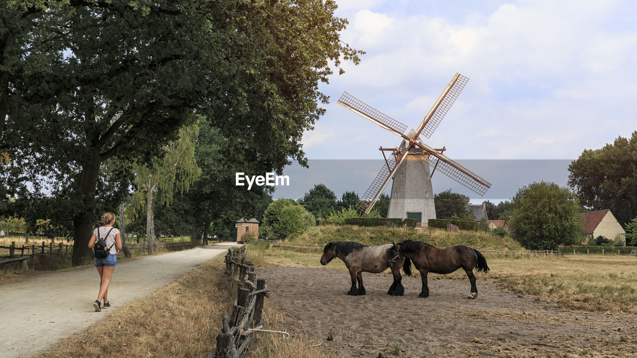 VIEW OF HORSES IN THE FARM