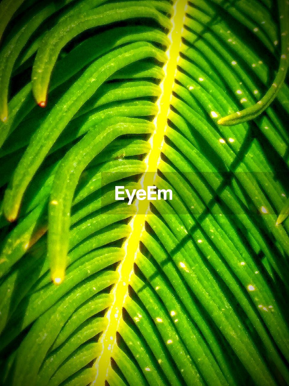 FULL FRAME SHOT OF LEAVES