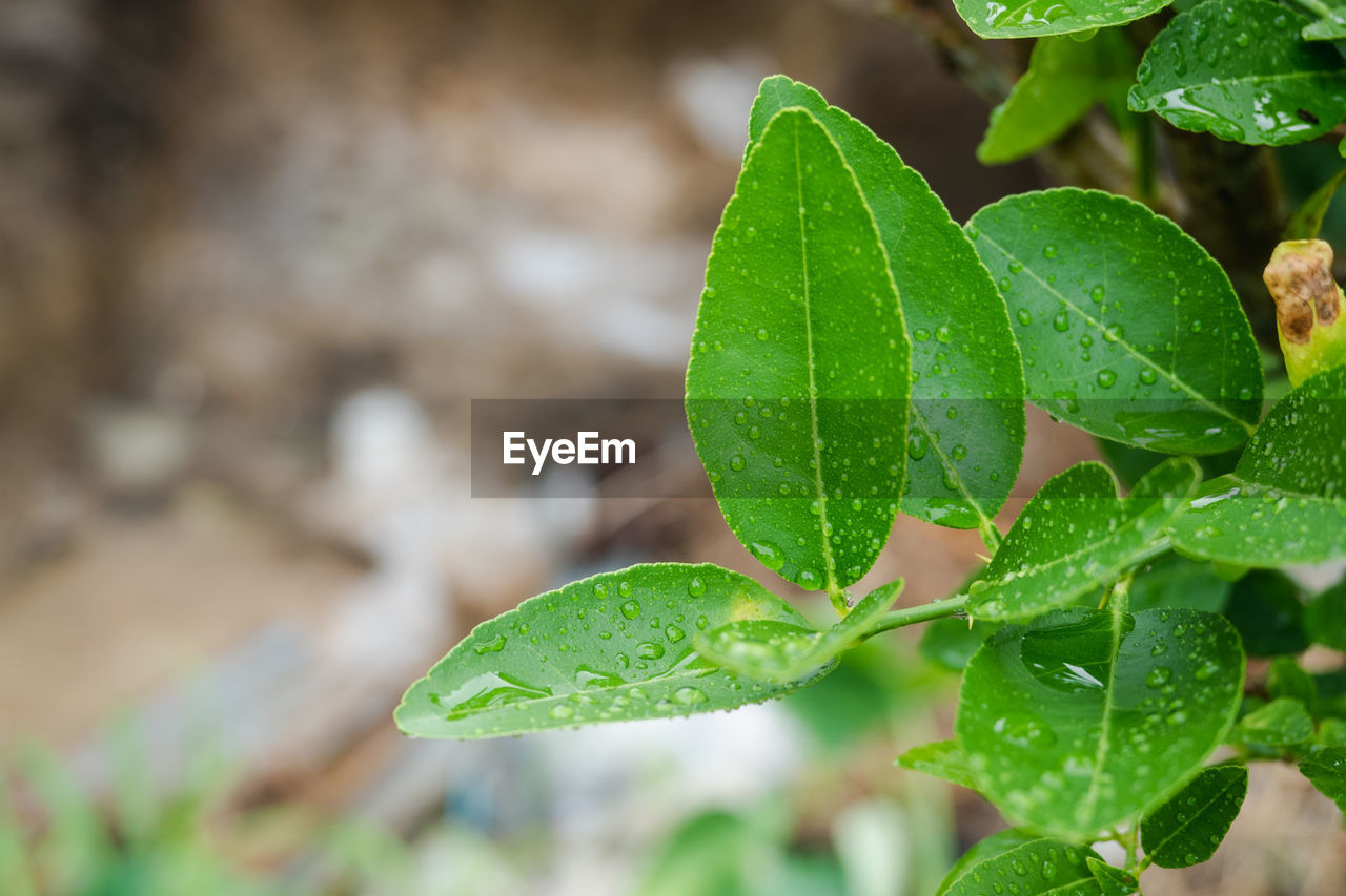 CLOSE-UP OF RAINDROPS ON GREEN LEAVES