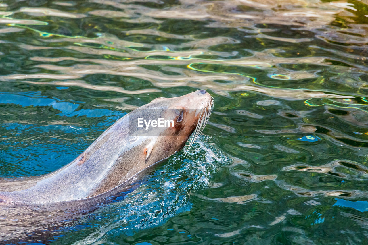 High angle view of seal swimming in sea