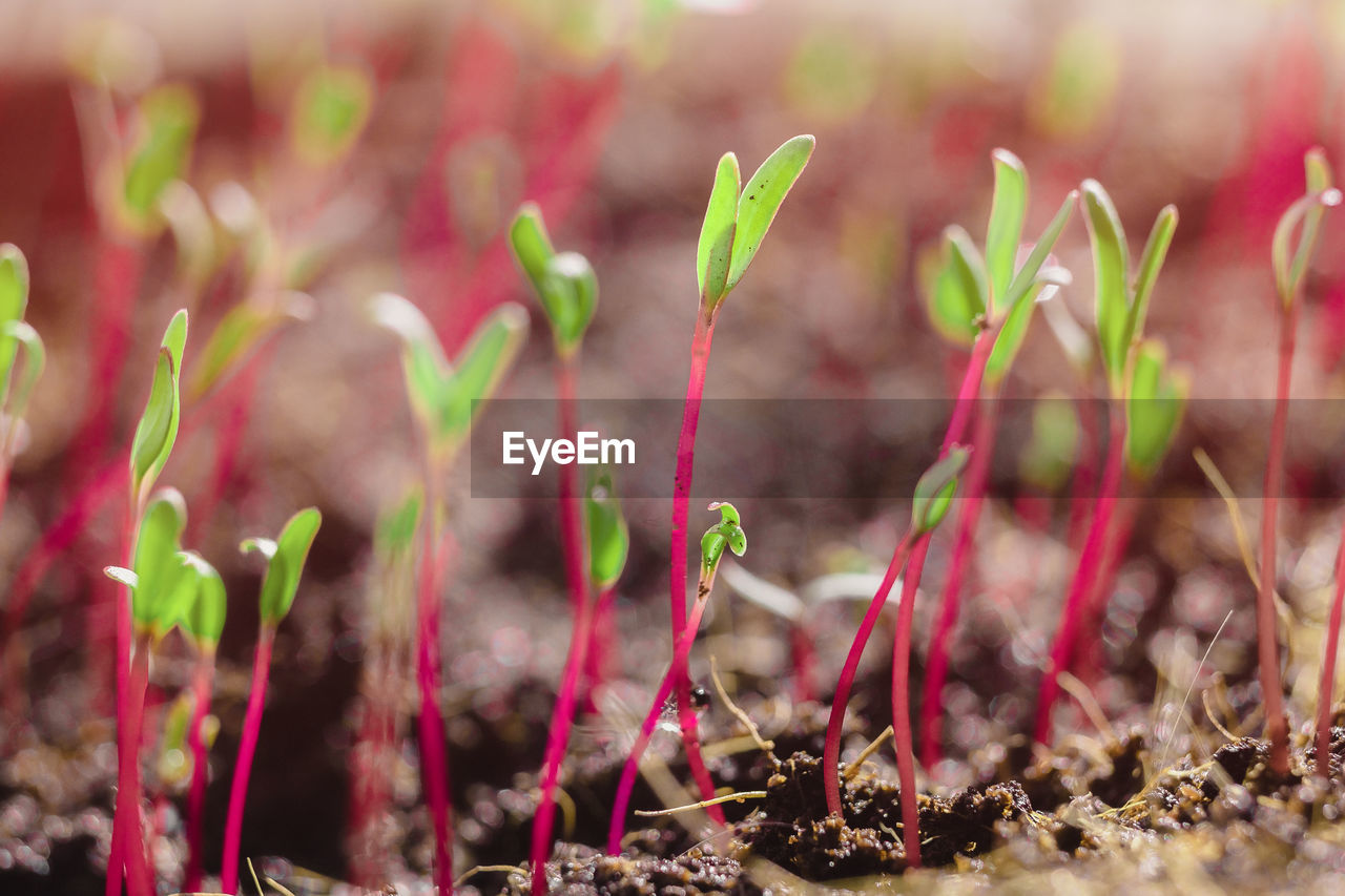 Heap of beet microgreens. healthy eating concept of fresh garden produce organically grown as a symbol of health and vitamins from nature. microgreens closeup.