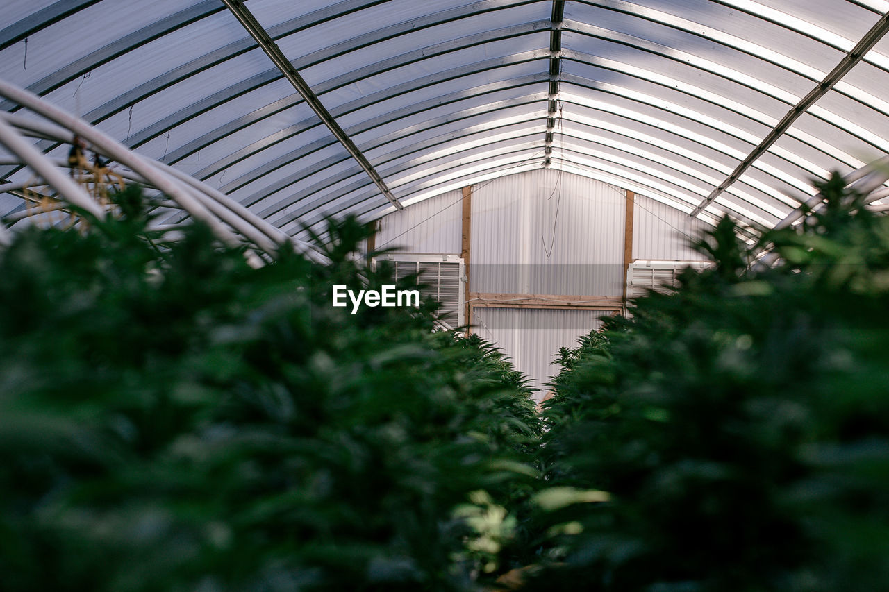 Low angle view of cannabis greenhouse