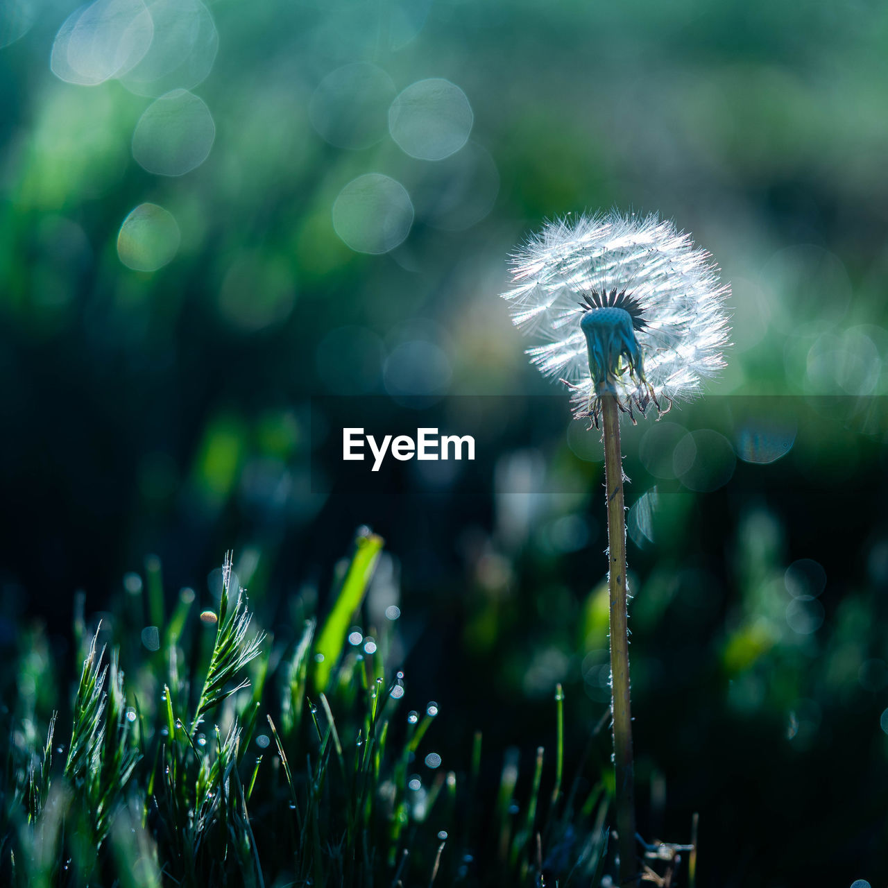 green, plant, grass, nature, flower, flowering plant, beauty in nature, fragility, leaf, macro photography, dandelion, freshness, growth, close-up, focus on foreground, sunlight, no people, moisture, outdoors, springtime, environment, dew, land, softness, selective focus, meadow, day, tranquility, wet, field, defocused, wildflower, flower head, inflorescence, summer, lawn
