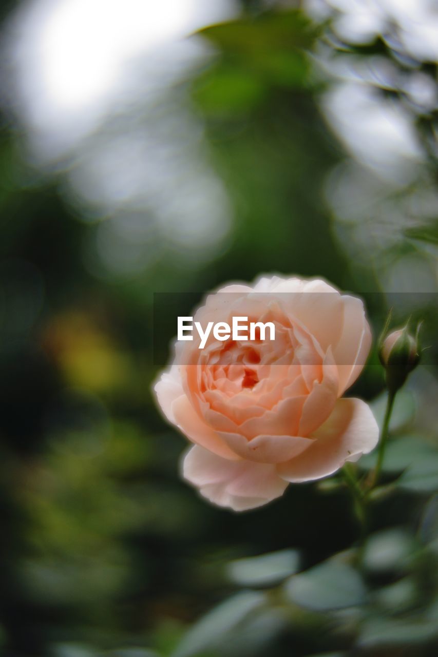 CLOSE-UP OF PINK ROSE FLOWER