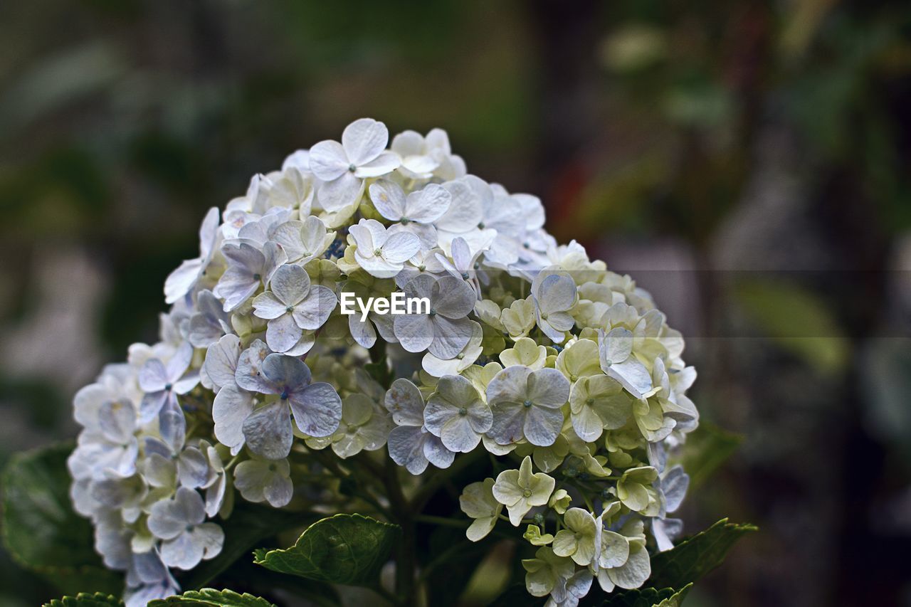 Close-up of wet hydrangea flowers