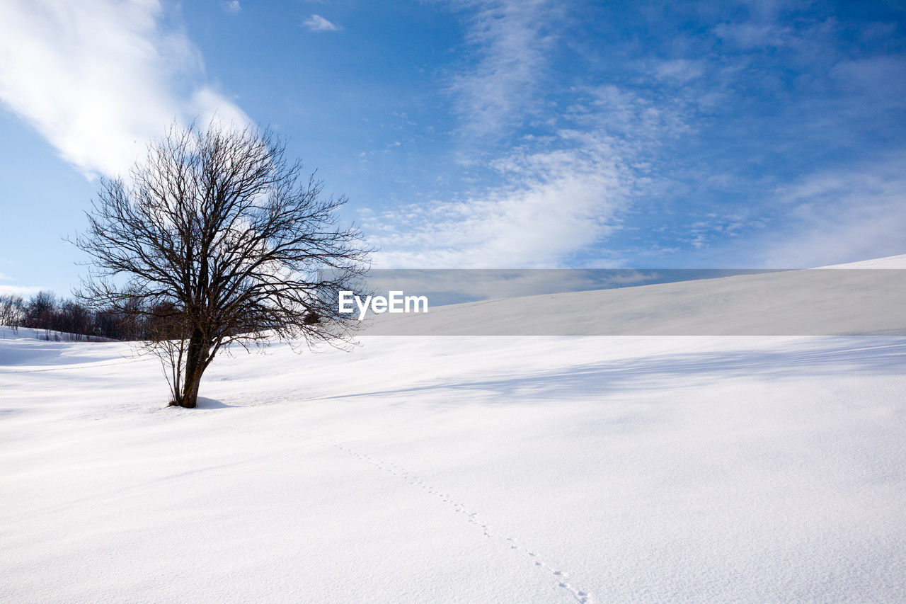 winter, snow, cold temperature, sky, landscape, environment, tree, cloud, nature, scenics - nature, plant, blue, beauty in nature, white, land, frozen, tranquil scene, tranquility, ice, bare tree, no people, sunlight, rural scene, non-urban scene, outdoors, forest, freezing, horizon over land, polar climate, coniferous tree, mountain, day, cloudscape, idyllic, woodland, pine tree, frost, horizon, remote, pinaceae, copy space, field, morning