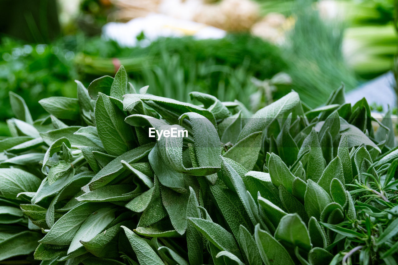 Close-up of fresh green vegetables