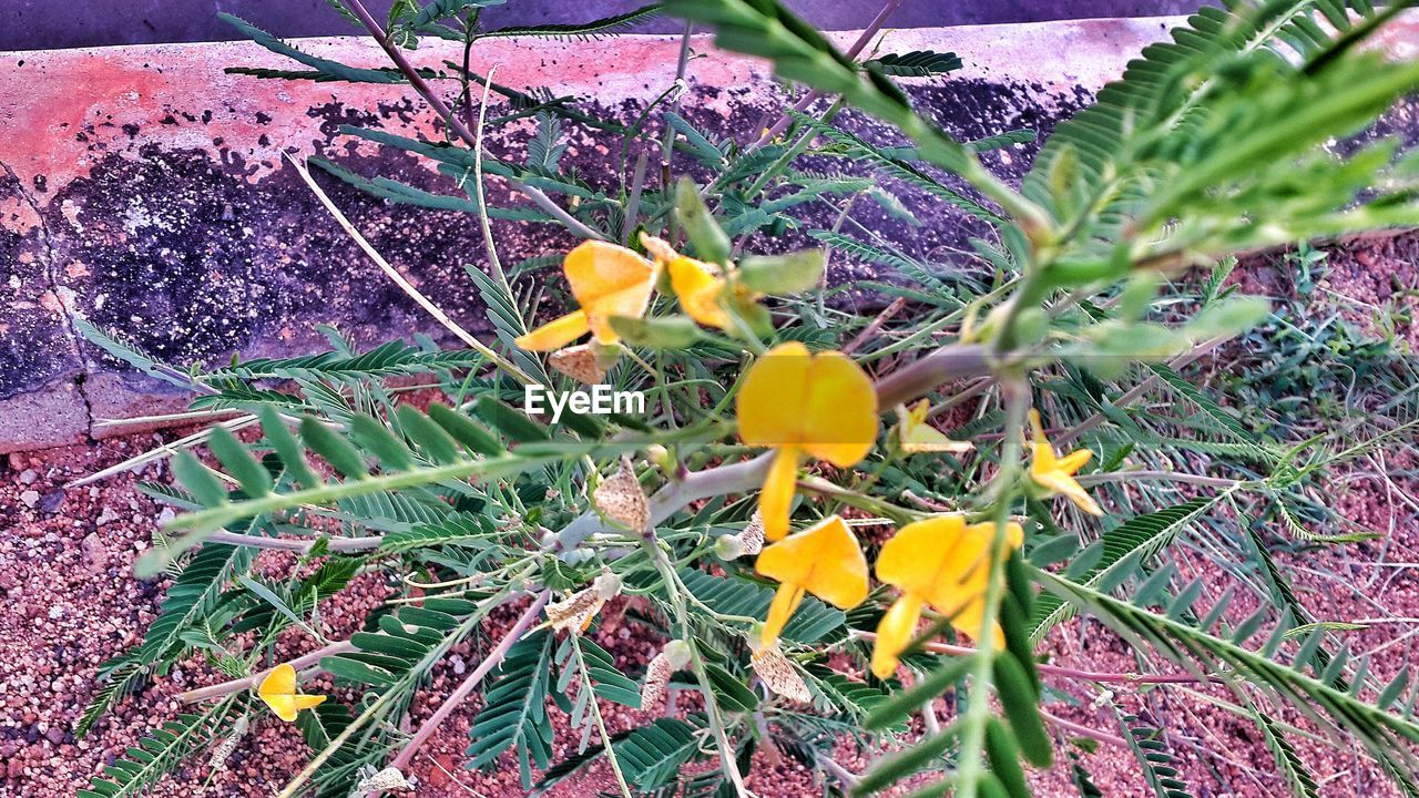 CLOSE-UP OF YELLOW FLOWERS