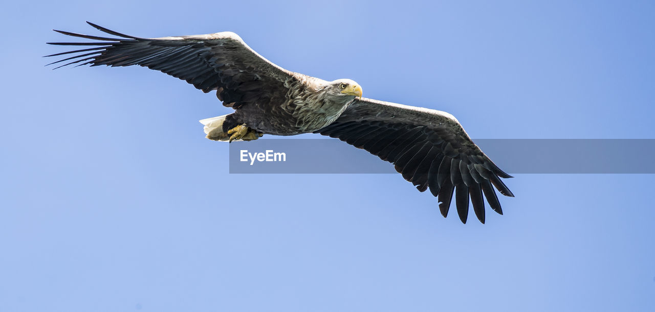 Low angle view of sea eagle flying against clear blue sky