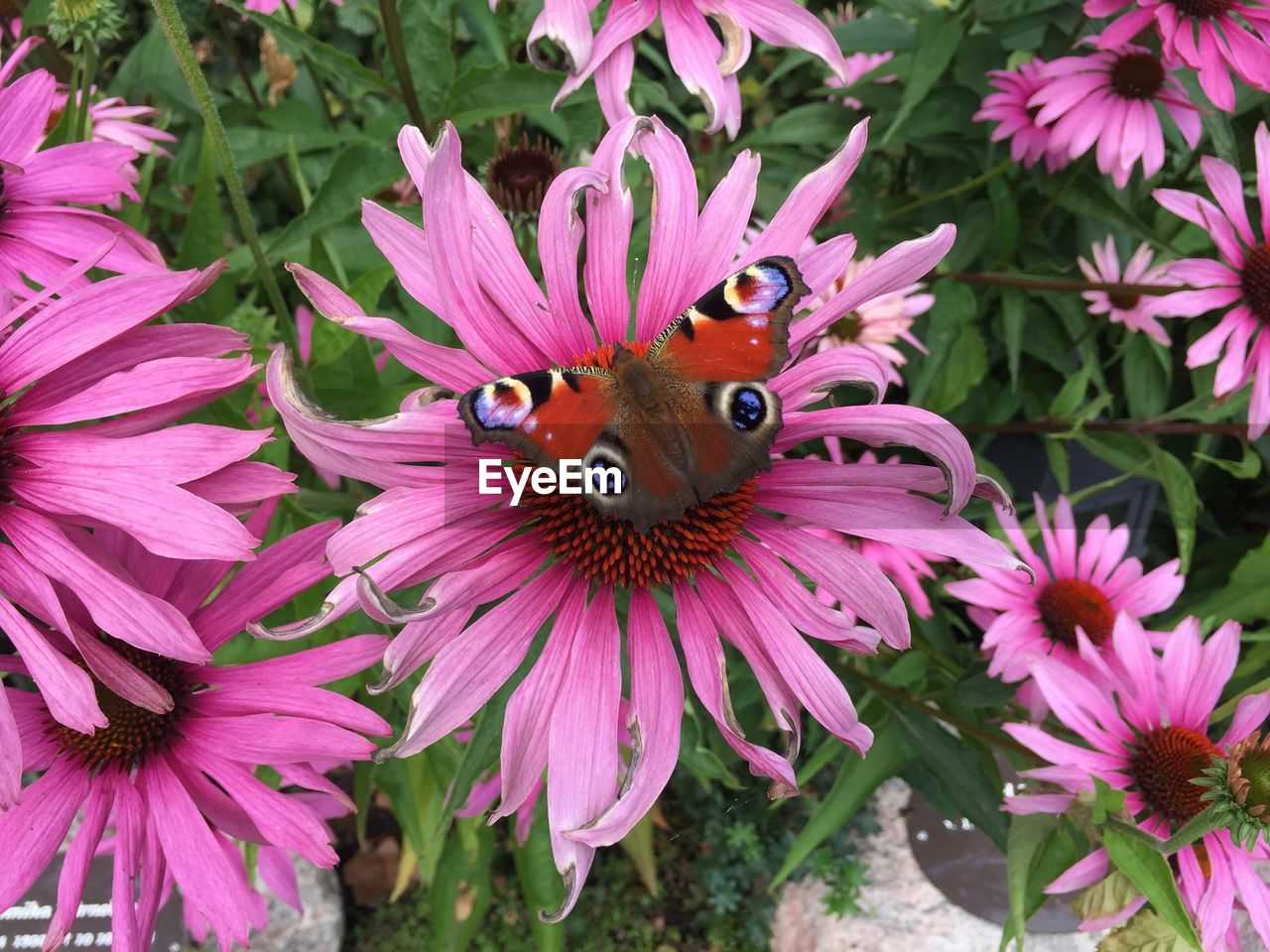 CLOSE-UP OF HONEY BEE ON PURPLE CONEFLOWER