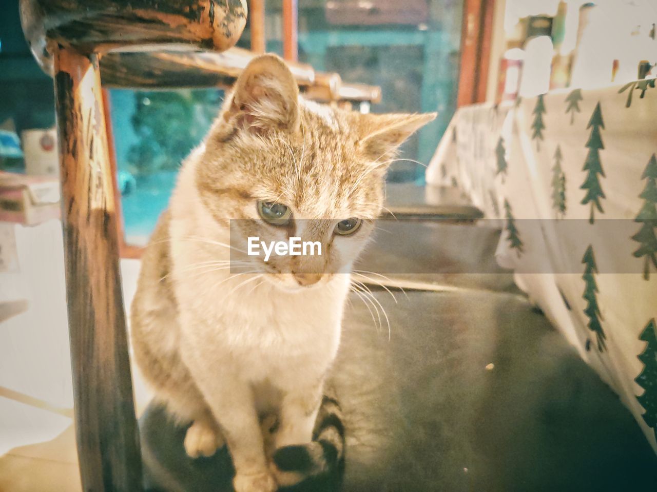 CAT SITTING BY WINDOW