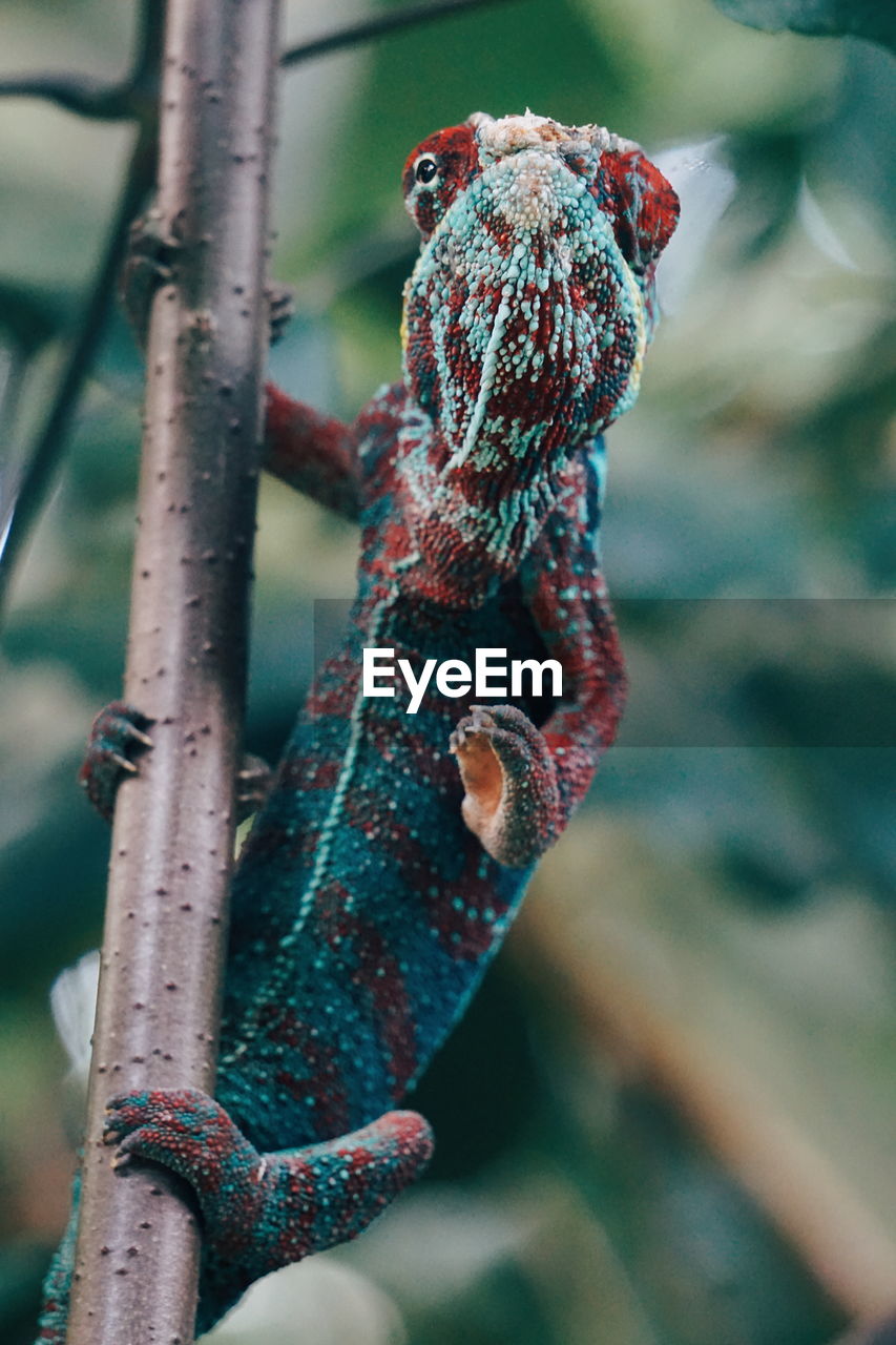 Close-up of chameleon on plant