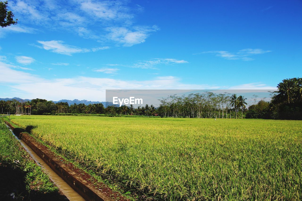 SCENIC VIEW OF FARMS AGAINST SKY