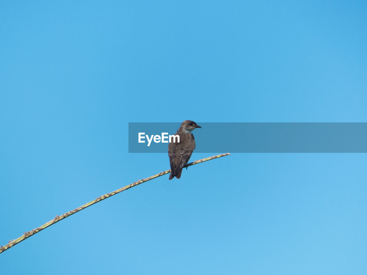 LOW ANGLE VIEW OF BIRD PERCHING ON BRANCH AGAINST SKY