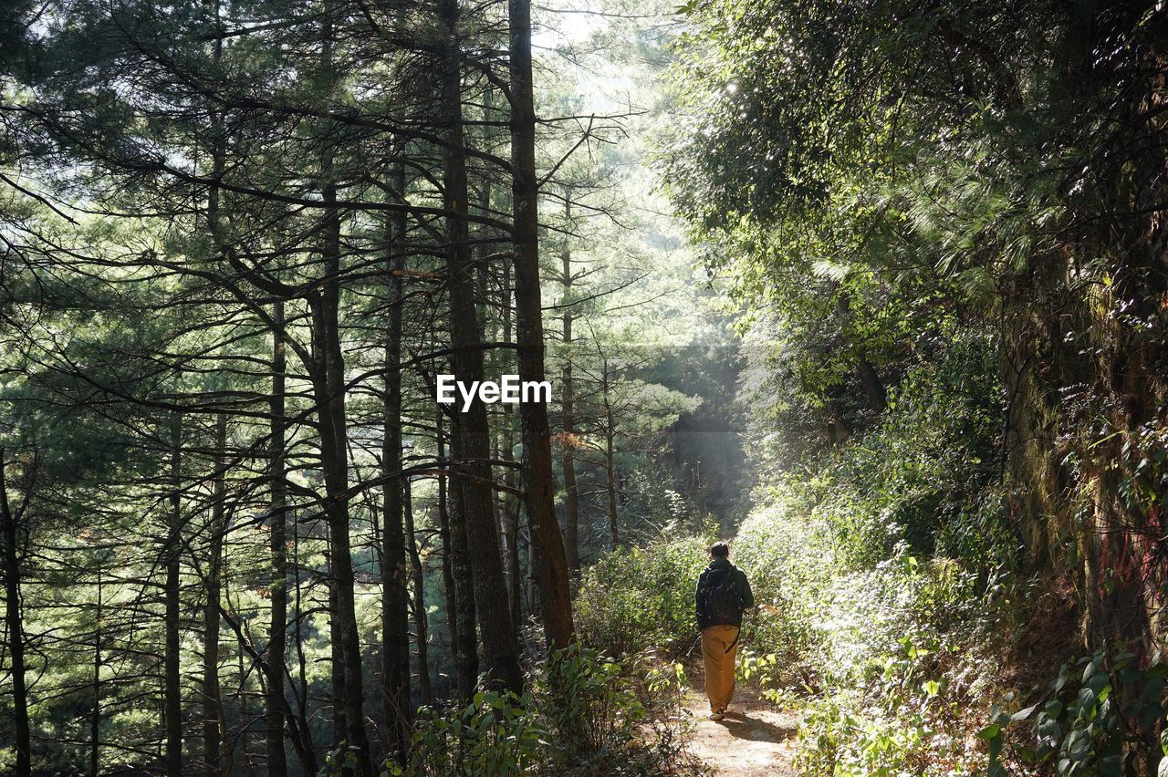 Rear view of man with backpack walking amidst trees in forest