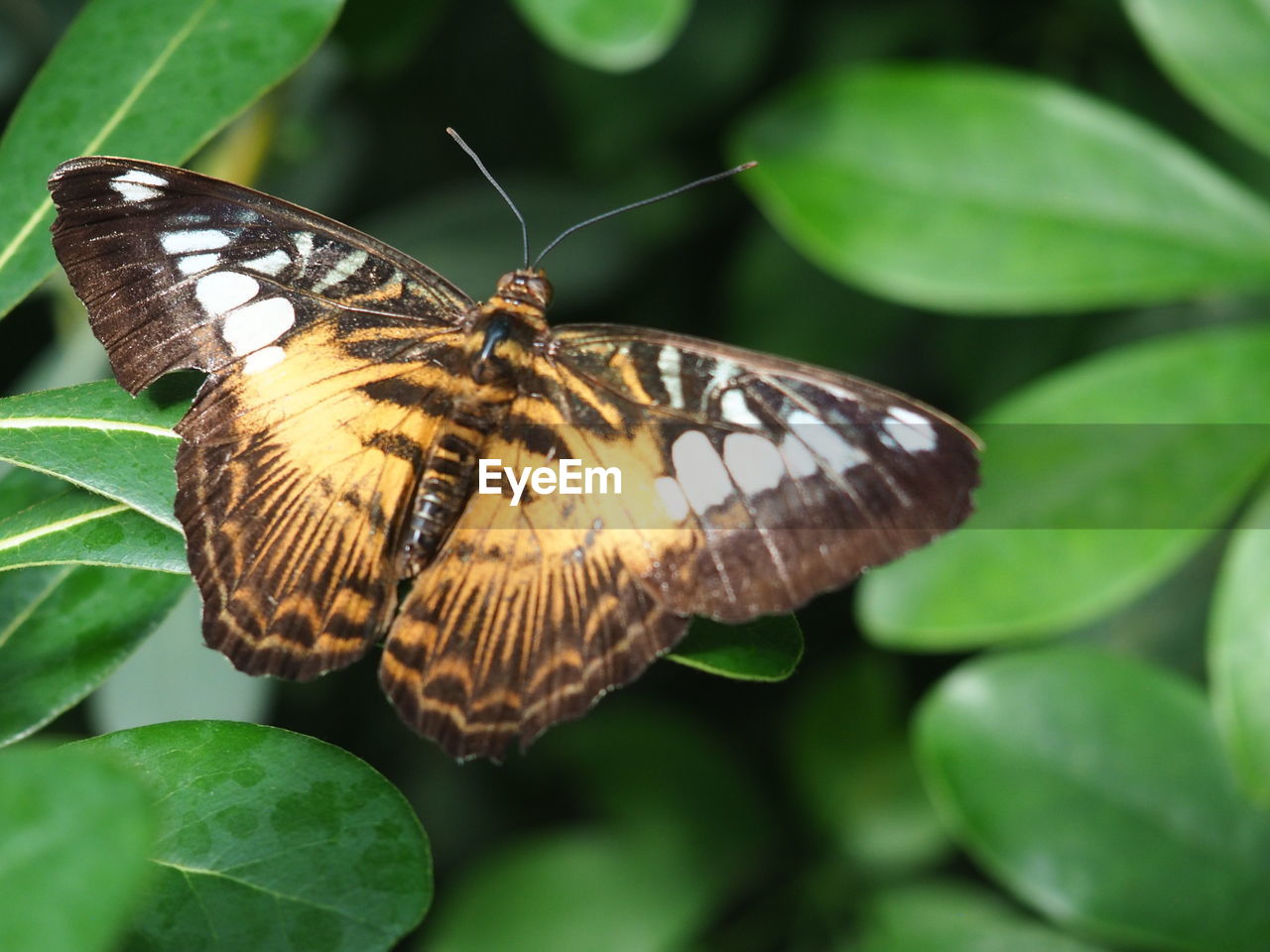 Close-up of butterfly perching on leaf