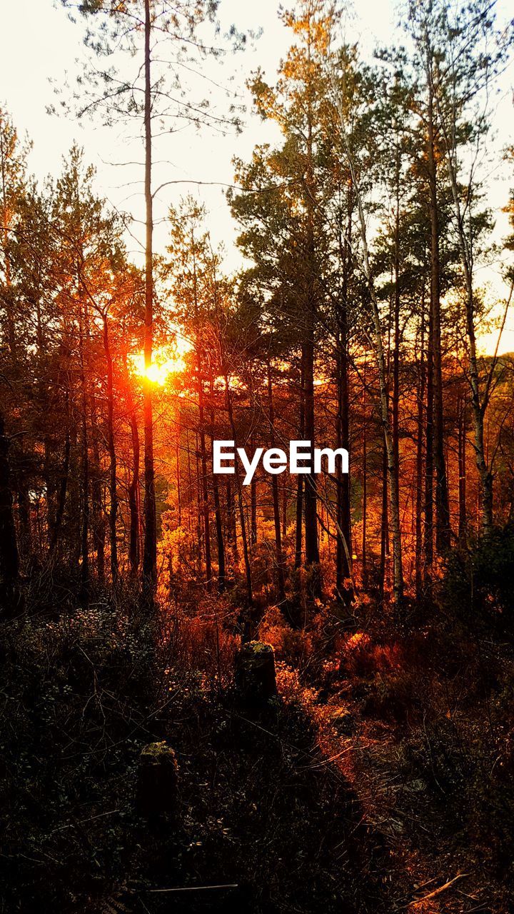 SUN SHINING THROUGH TREES IN FOREST