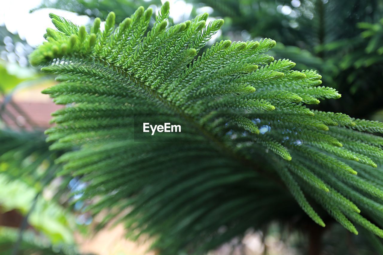 Close-up of fresh green leaves