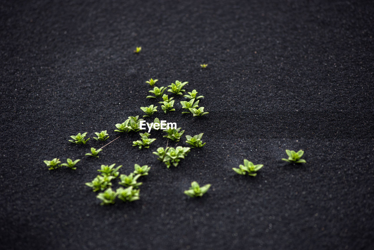 Green plants growing on black volcanic sand in iceland