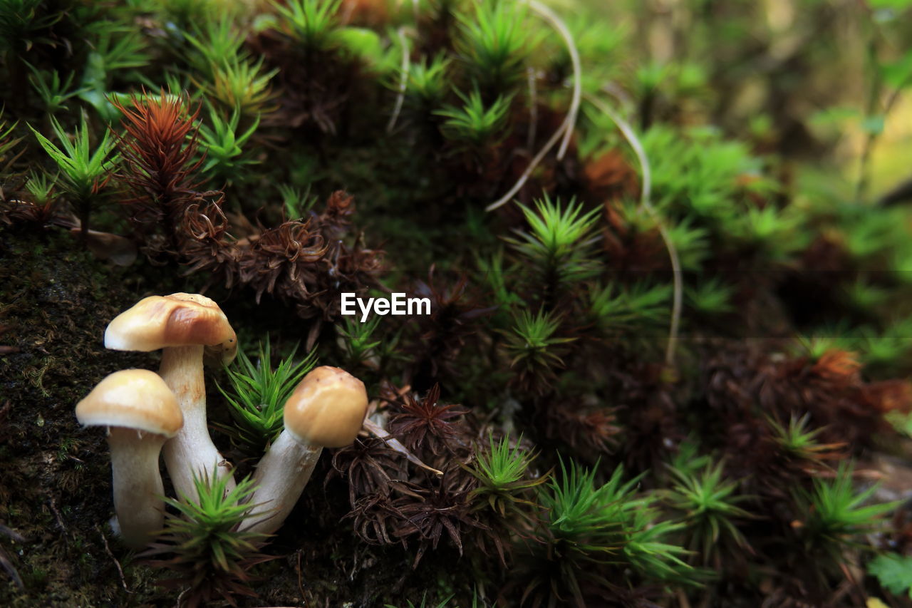 Close-up of mushroom growing outdoors