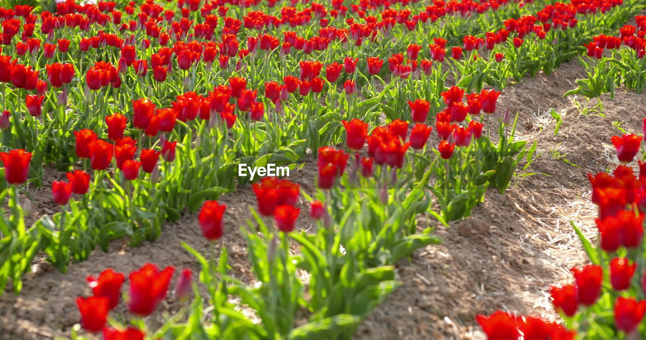 plant, flower, flowering plant, tulip, red, freshness, growth, beauty in nature, nature, field, land, flowerbed, fragility, no people, abundance, poppy, agriculture, landscape, multi colored, green, flower head, springtime, botany, day, rural scene, inflorescence, petal, garden, close-up, outdoors, vibrant color, environment, selective focus, plant part, tranquility, leaf, blossom, backgrounds, crop, in a row