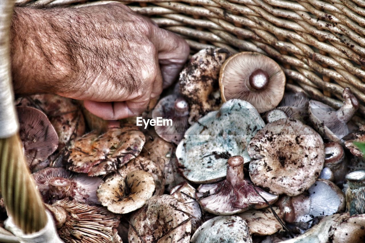 Close-up of dirty mushrooms
