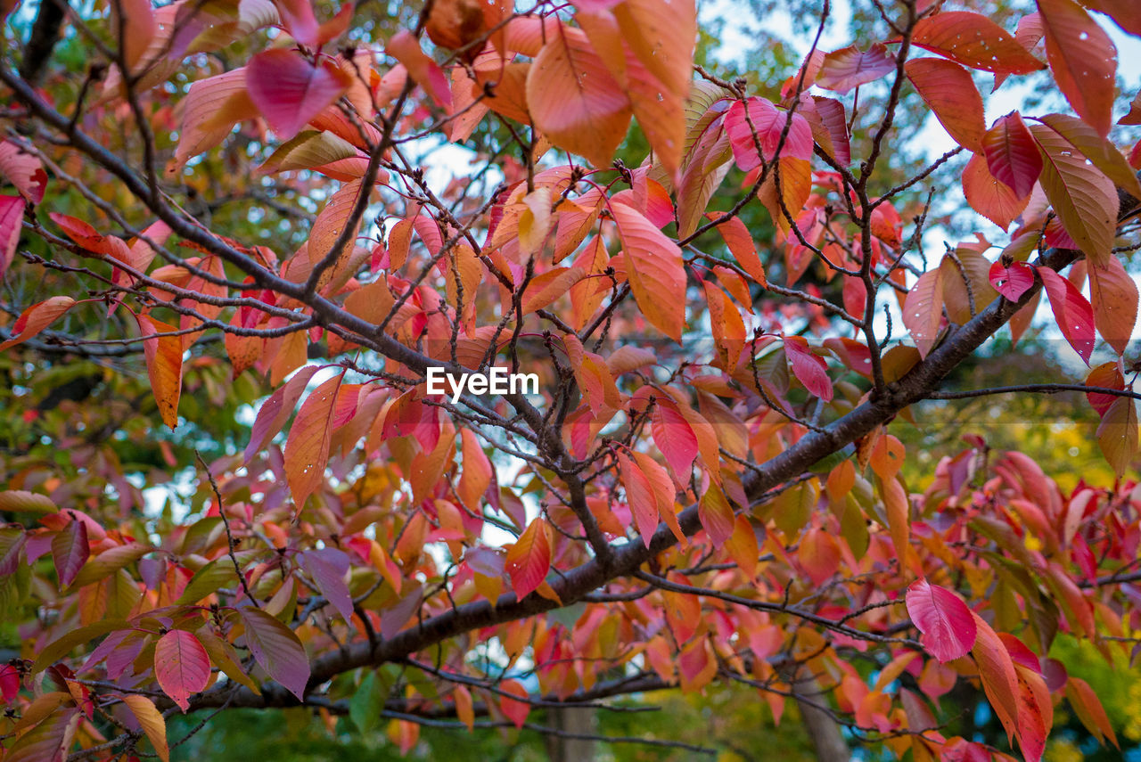 Low angle view of autumnal tree