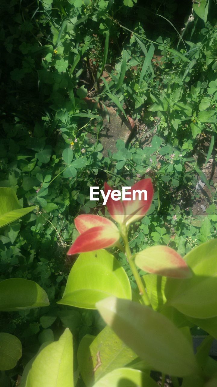 CLOSE-UP OF FLOWERS BLOOMING IN PLANT