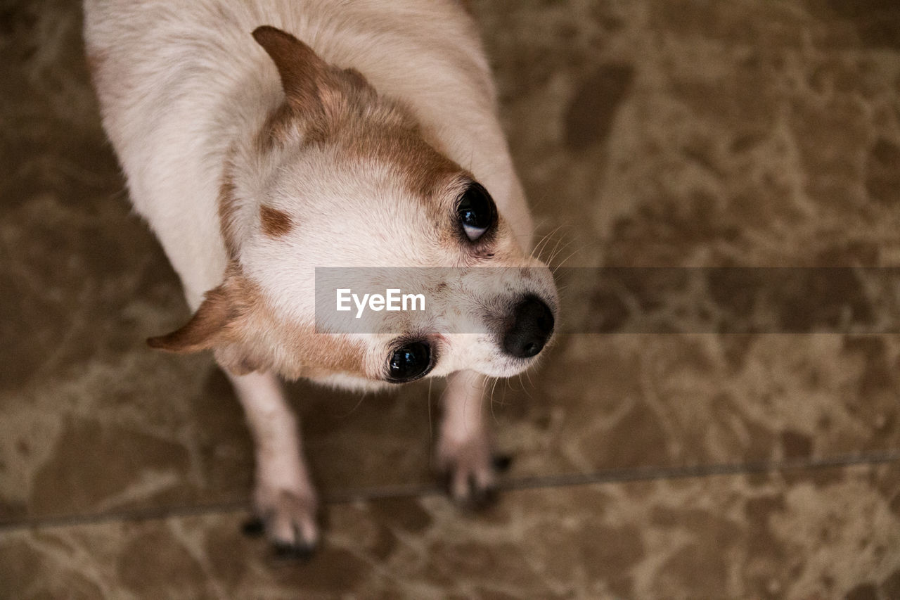 Close-up portrait of dog