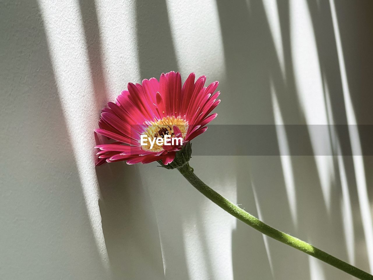 flower, flowering plant, plant, freshness, beauty in nature, fragility, flower head, petal, close-up, nature, plant stem, inflorescence, pink, macro photography, growth, pollen, no people, sunlight, yellow, outdoors, day, green, red, shadow, blossom