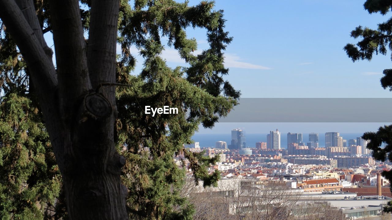 TREES BY CITY AGAINST SKY