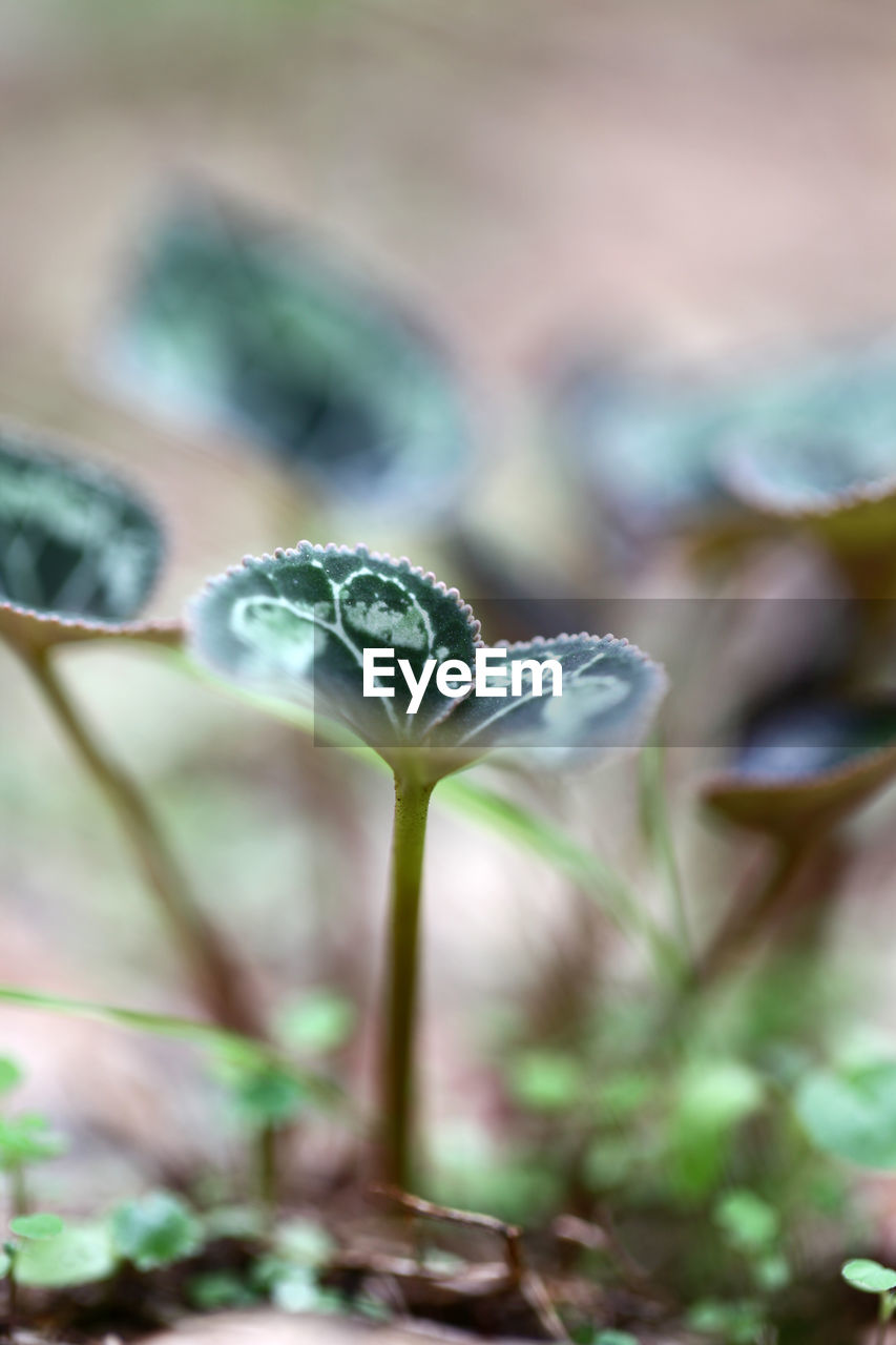 Close-up of plants growing on field